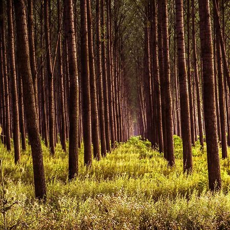 Апартаменти Zmaj Ognjeni Etno Concept Kupinovo Екстер'єр фото